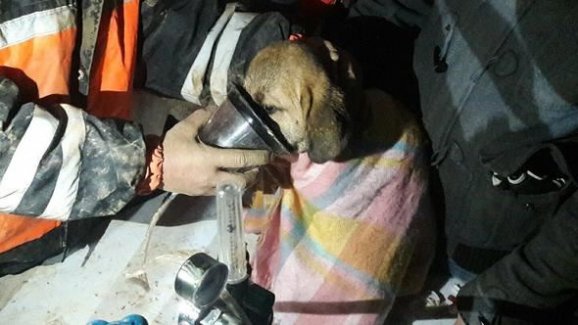Beykoz'da kuyuya düşen yavru köpek 10 gün sonra kurtarıldı